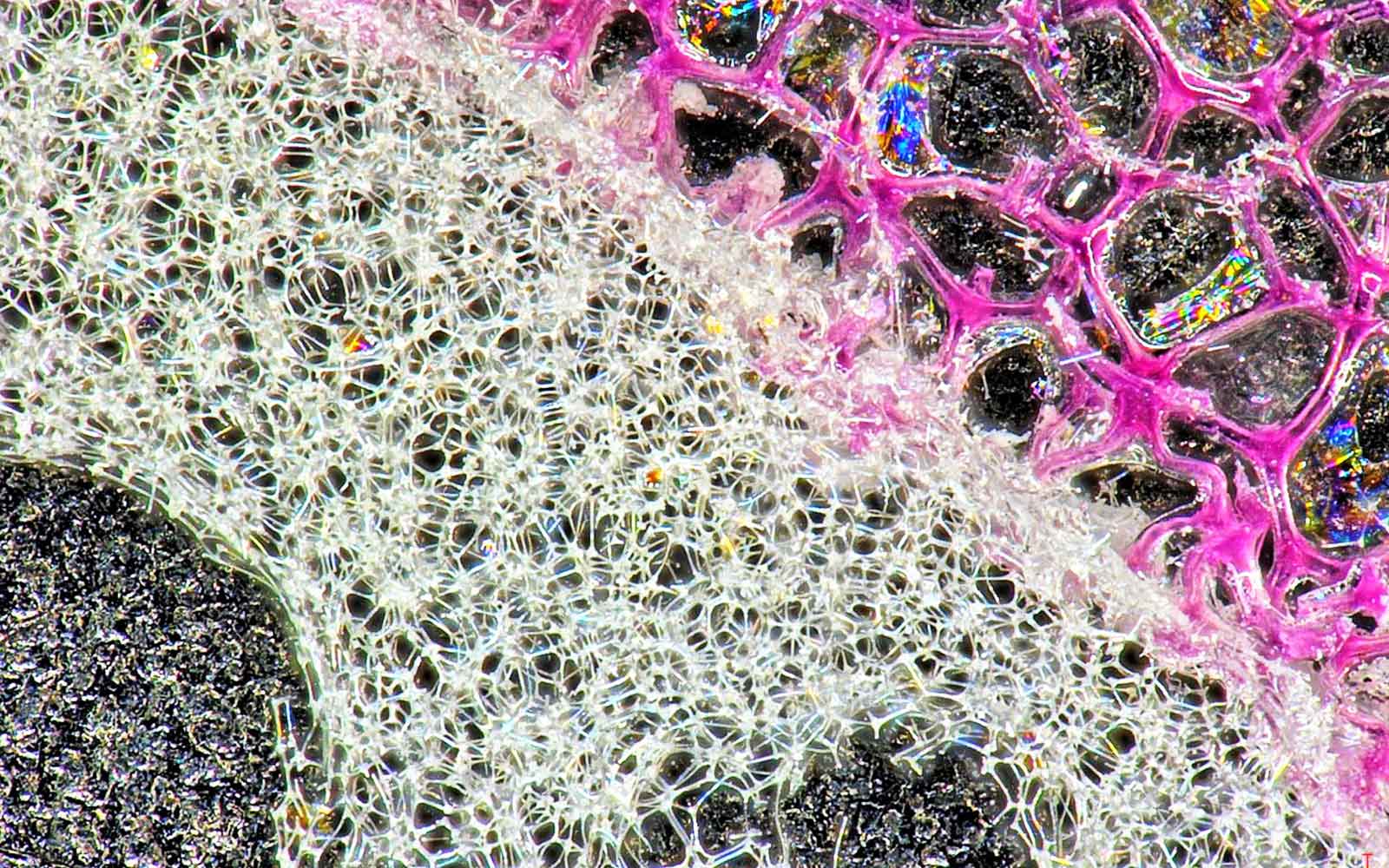 Leistungsstarkes digitales 3D Tiefenschärfe Mikroskop - offenporig geschäumtes Polyurethan